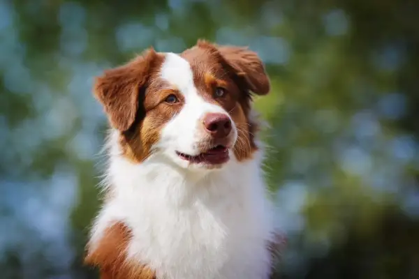 Ein wunderschöner Collie Australian Shepherd Mix mit braun-weißer Fellzeichnung blickt neugierig in die Ferne.