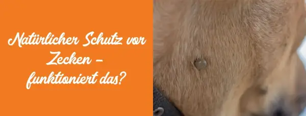 Zecke auf Hundefell. Natürlicher Schutz vor Zecken – funktioniert das? Permethrin für Hunde ist eine Option.