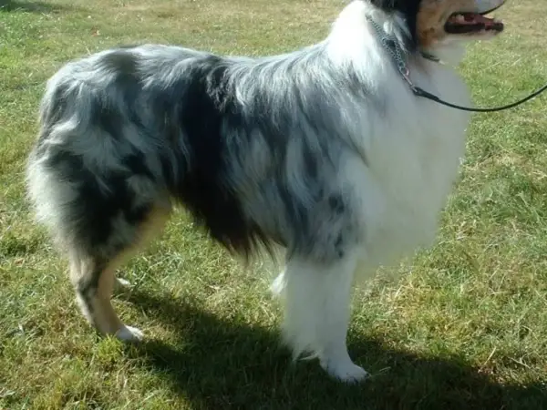 Ein Hund mit blau-grauem und weißem Fell steht auf einer grünen Wiese.