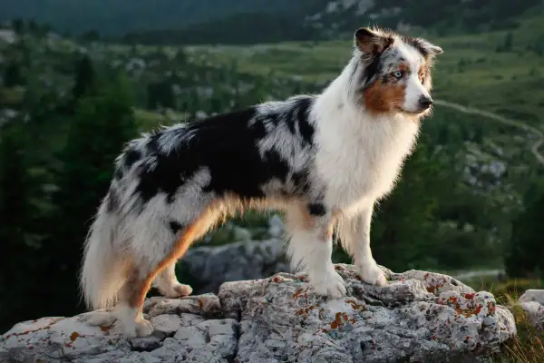 Ein wunderschöner Australian Shepherd Red Bi steht auf Felsen in den Bergen. Sein Fell ist ein Mix aus Weiß, Schwarz und Rotbraun.
