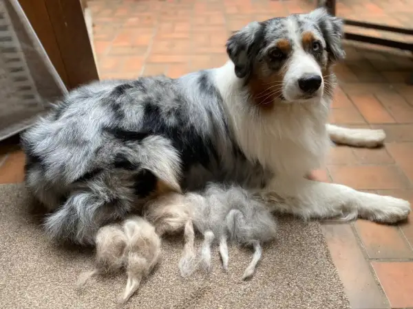 Ein wunderschöner Australian Shepherd liegt entspannt da. Neben ihm liegen Büschel seines Fells, die er während seiner Läufigkeit verloren hat.