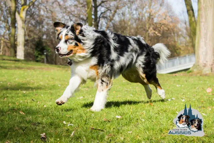 Ein Australian Shepherd mit ausgeprägtem Jagdtrieb rennt über eine grüne Wiese.