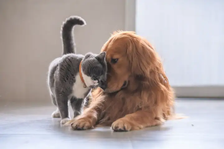 Ein süßer Hund und eine Katze kuscheln innig. Der Hund liegt entspannt, während die Katze ihn liebevoll mit der Nase berührt.