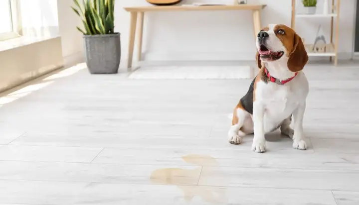 Beagle sitzt auf hellem Boden neben einer Pfütze. Hoffentlich hat der hund pinkelt mich an nicht wieder getroffen.