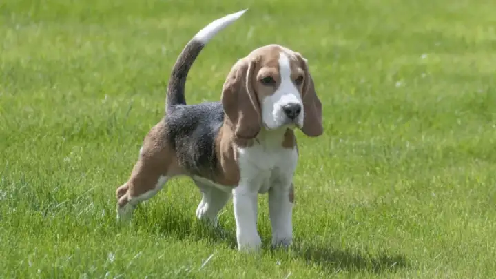 Ein Beagle-Welpe steht im Gras. Sein Schwanz ist erhoben, aber der Hund wedelt nicht mit Rute.