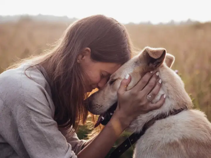 Tiefe **Bindung Hund Mensch**: Eine Frau umarmt ihren Hund innig in einem Feld. Ihre Köpfe berühren sich, ein Zeichen tiefer Verbundenheit.