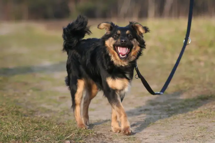 Fröhlicher Hund mit aufgestellten Haaren am Po wedelt mit dem Schwanz und genießt einen Spaziergang an der Leine im Freien.