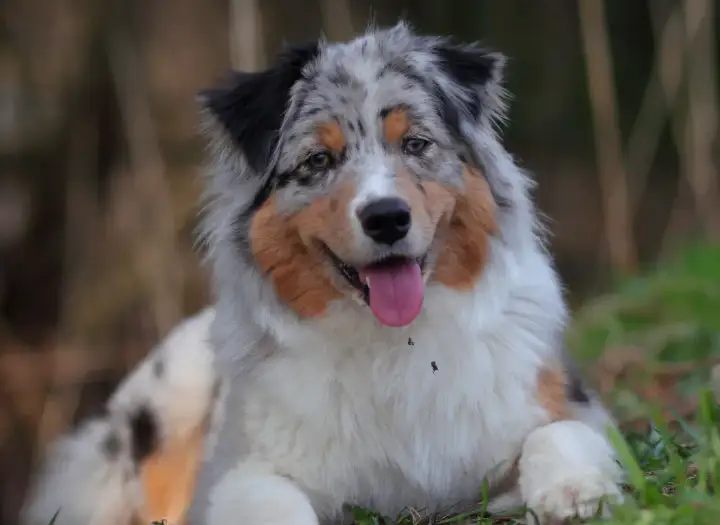 Ein Australian Shepherd mit seinem charakteristischen Fellmuster, der an seine Herkunft erinnert.